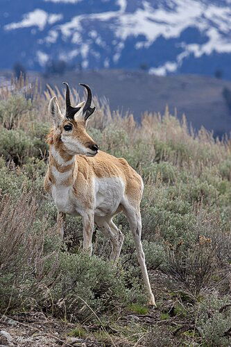 Alert Pronghorn.jpg