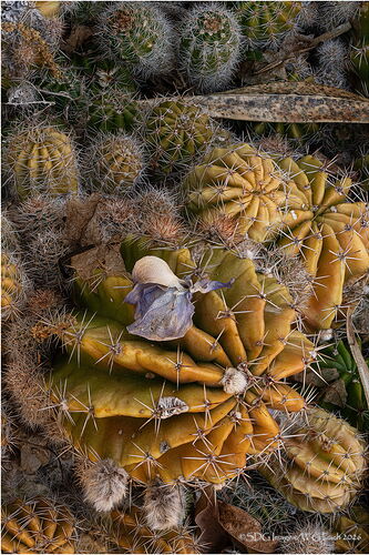 Cactuscape2026-03-14-11-07-41-(A,R8,S1)A7r3-26.jpg