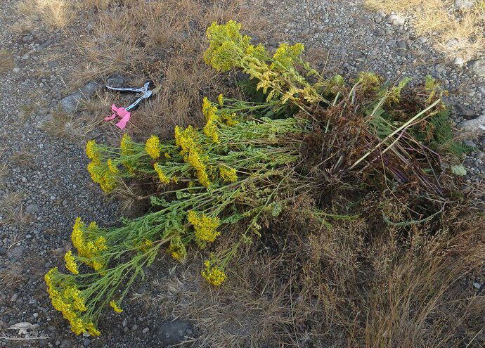 Tansy Ragwort