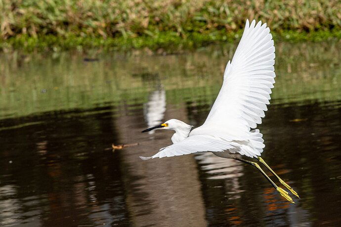 Egret flying_lt-9835