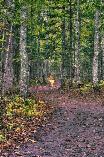 10-8-19 Trees & Path DSCF3412_3_4_5 large