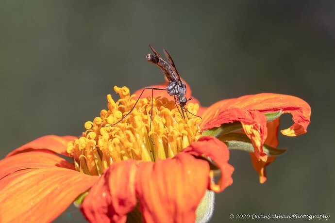 20190902-Tucson-BG-Wildlife-4562-Edit-Edit