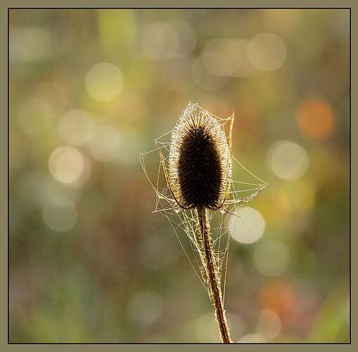 Wild Teasel-NPN.jpg