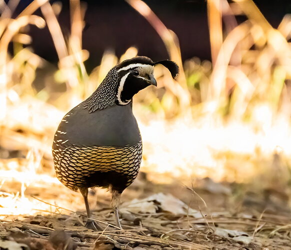 DSC_0257-Edit.jpg