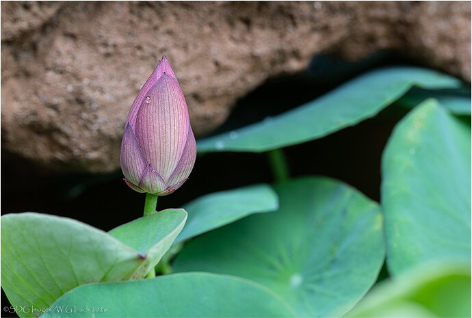 In The Grotto