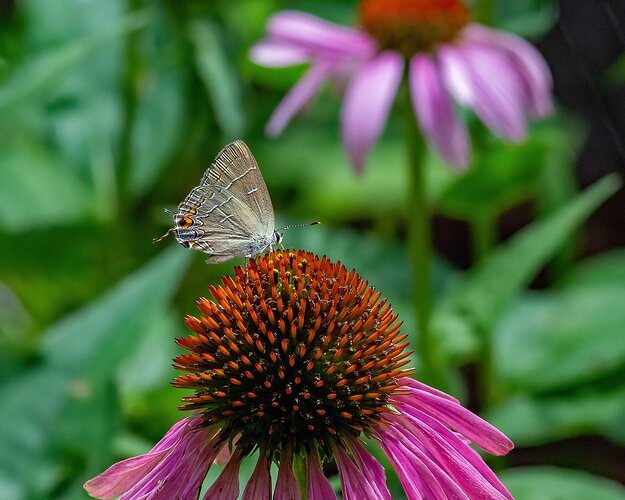 Banded Hairstreak