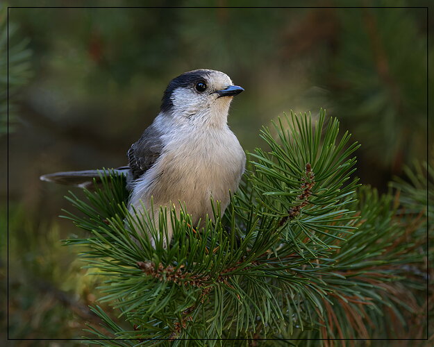 Original - Canada Jay1-NPN.jpg