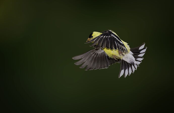 flying goldfinch_DxO-Edit  2b copy.jpg