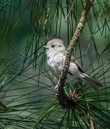 Oak Titmouse