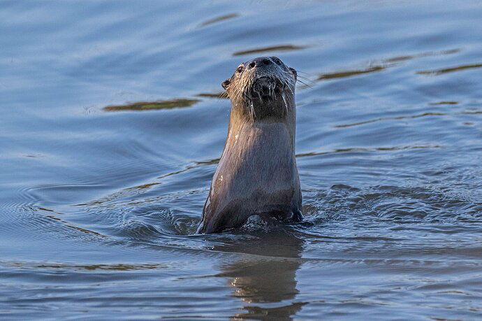 Curious Otter