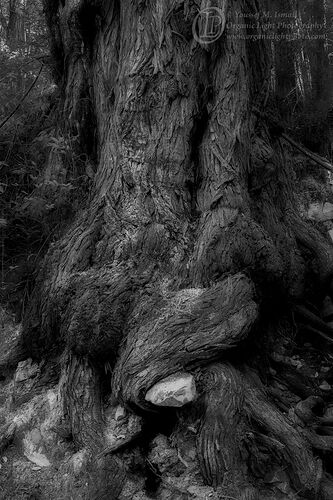 _DSC6393_Hug_B&W_NPN.jpg