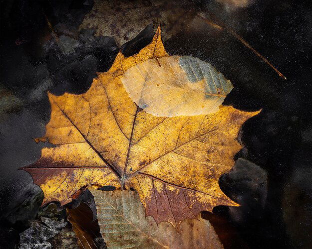 Sycamore and Beech Leaves Frozen in Water