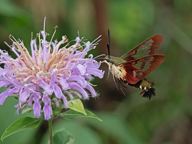 Original - Hummingbird Clearwing.jpg