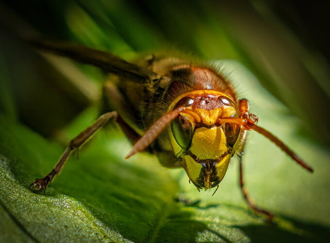 Revision 1 - hornet--3.jpg