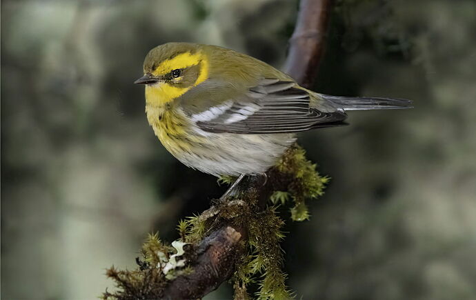 Townsend's warbler copy-Recovered-DM2