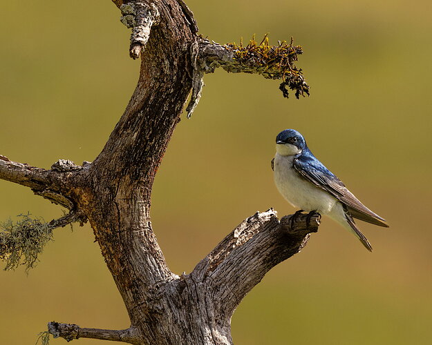 Tree Swallow-NPN.jpg