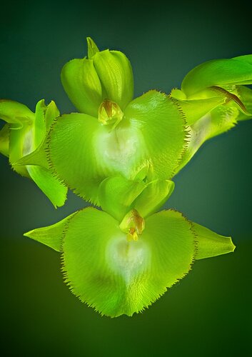 orchid-green-copy