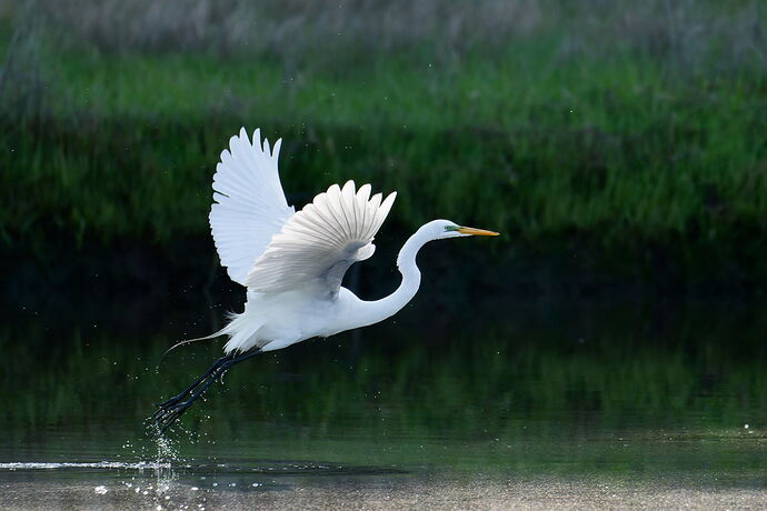 DSC_2317_DxO.jpg