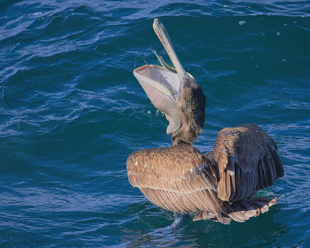 20250922_pelican-NPB_K4A2518 copy.jpg