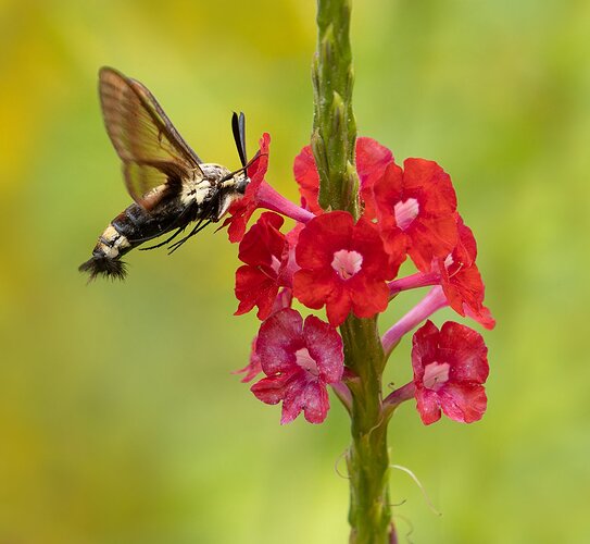 Hummingbird Moth 8.jpg