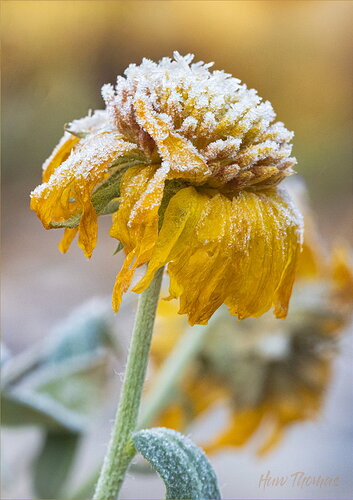 Revision 1 - frosty Layer 4 flower-Edit.jpg