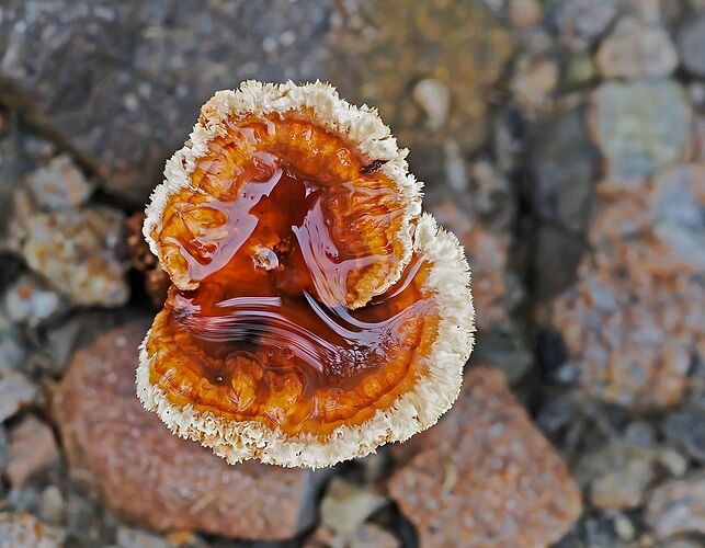 Caramel-Fungus-rework