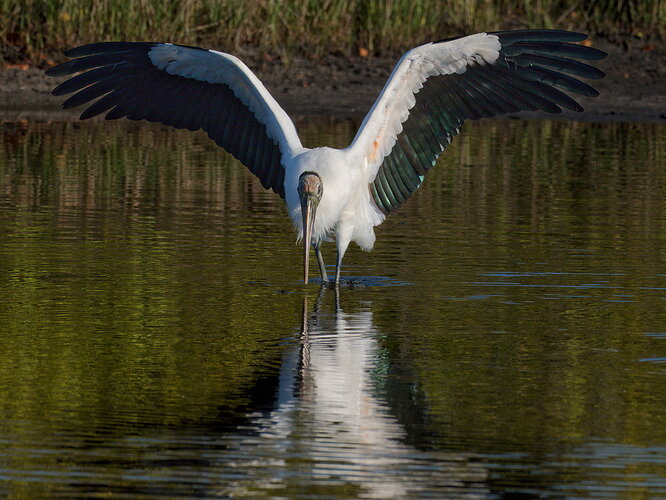 DSC5322DxO