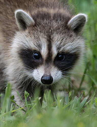 Revision 1 - BabyRaccooncropped.jpg