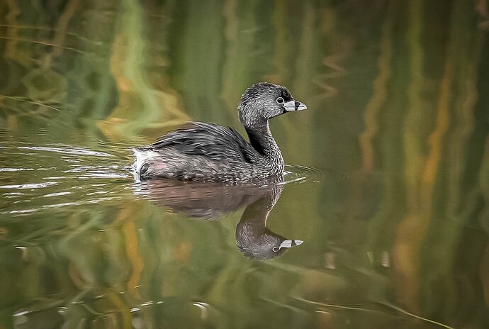 Juvenile Grebe