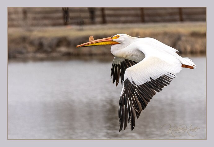 M1019146-BlueEyedPelican.jpg