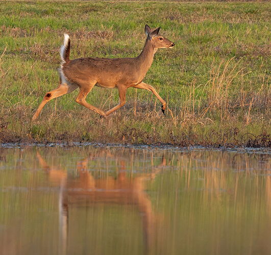 White-tailed deer 31.jpg