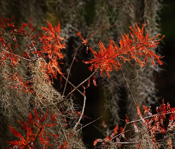 Bald Cypress Needles 5