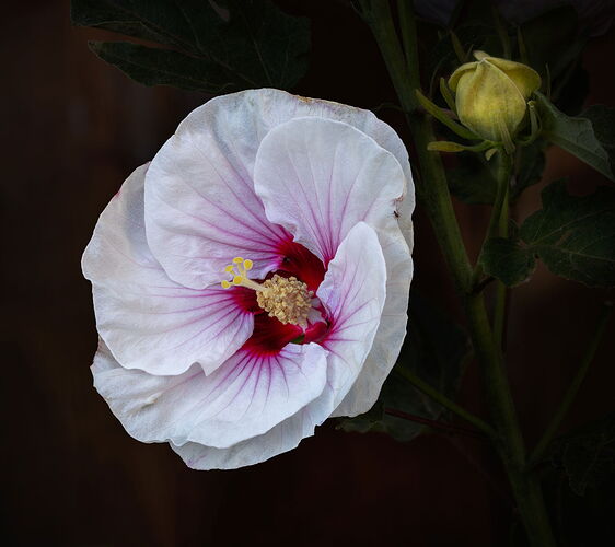 2025-08-20-16.27.52 ZS DMap-Edit-NPN.jpg