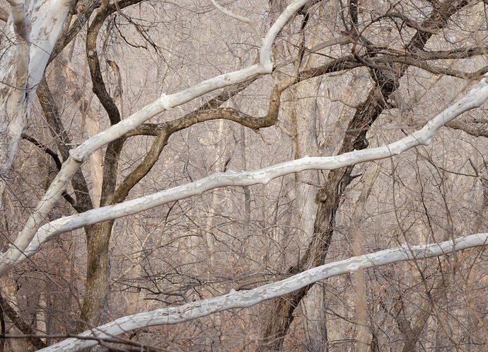 Woodland Tapestry.jpg