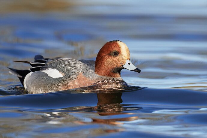 Eurasian Wigeon
