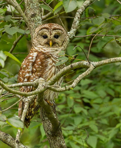 Barred Owl 5.jpg