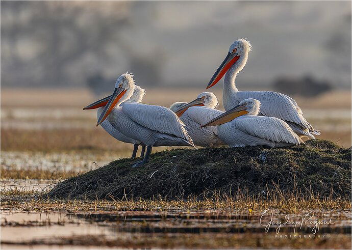 Dalmatian Pelicans in breeding plumage.