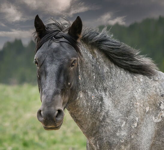 Dappled Grey