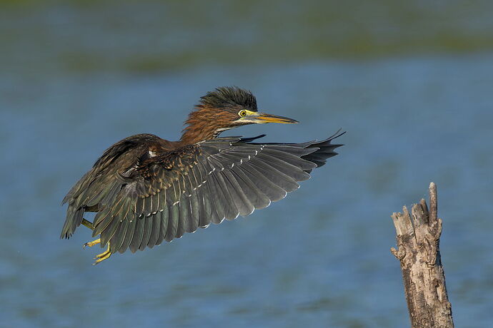 Green Heron 101