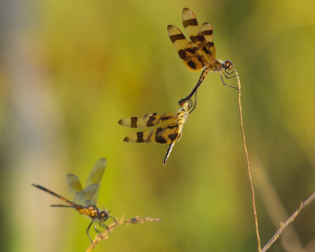 Menage a Trois, Sans Un