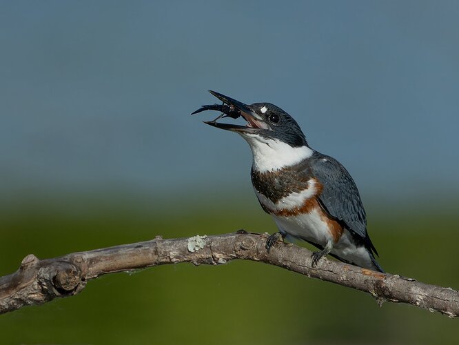 Belted Kingfisher 47.jpg