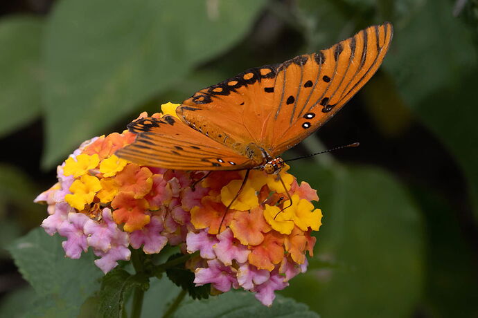 A different view of a butterfly