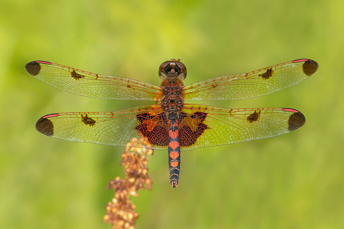 Calico Pennant Dragonfly 3.jpg