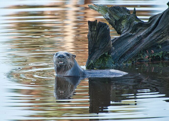 DSC_0766_Otter in Pond