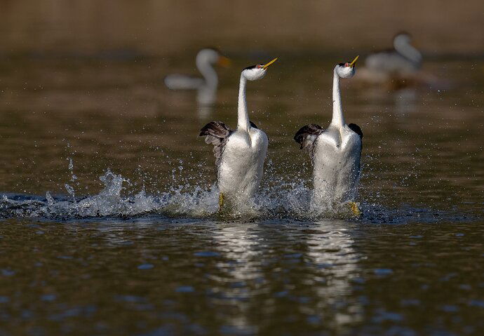 Rushing Grebes