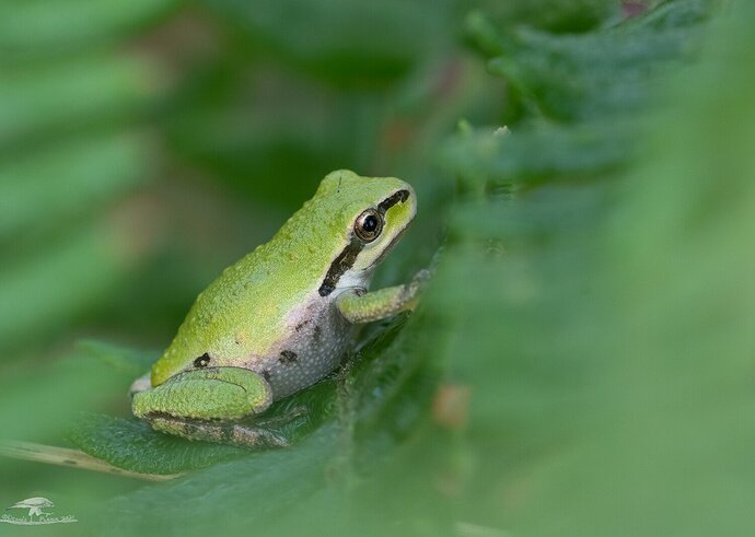 Pacific Tree Frog