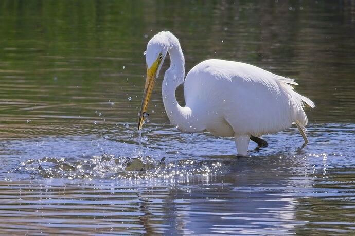 bird-_12A9986.jpg