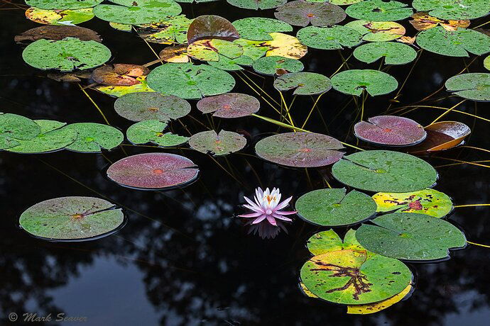 Water Lily-2