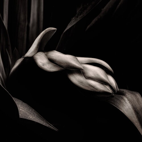 Original - Spear lily.jpg