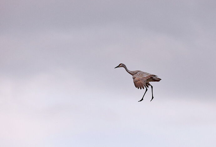 SHCRANE26ca